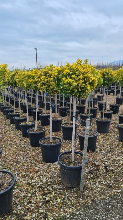 Ilex  evonimus  photinia
