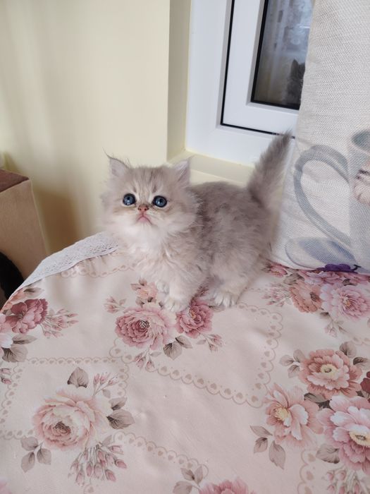 Pisica persana cu pedigree