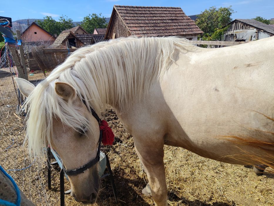 Vand iapa palomino gestanta