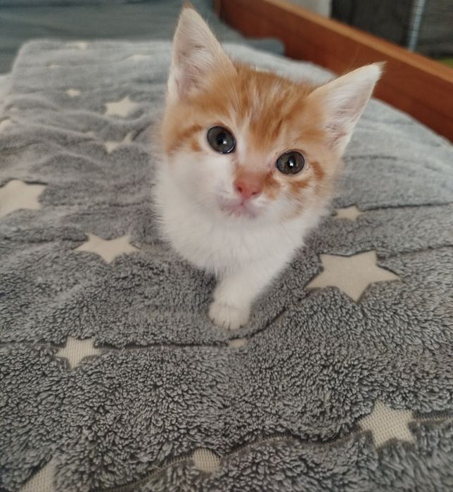 Отдам котят бесплатно
