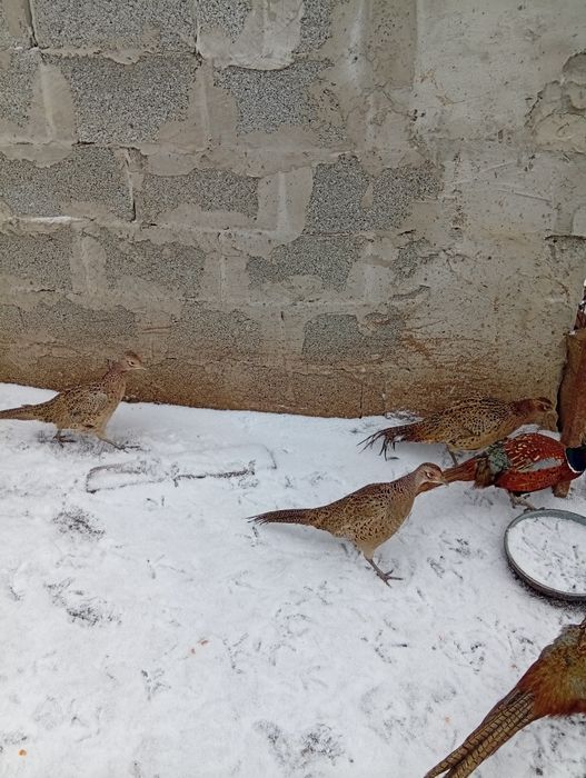 Vând fazanii , a început ouatul