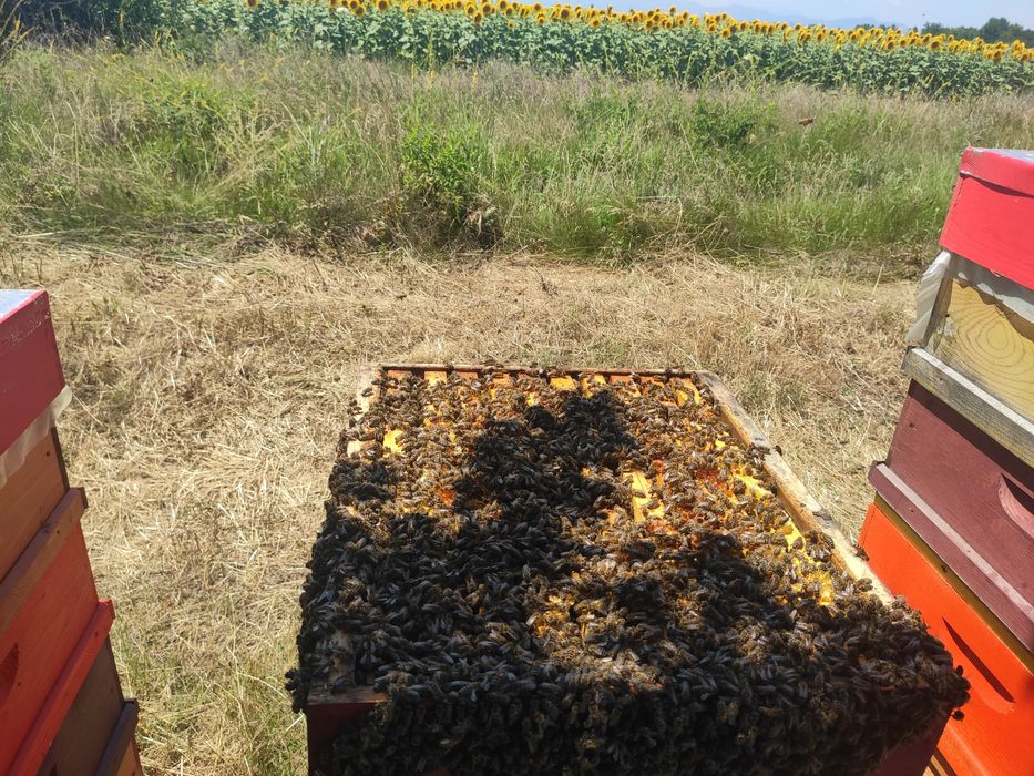 Пчелни семейства