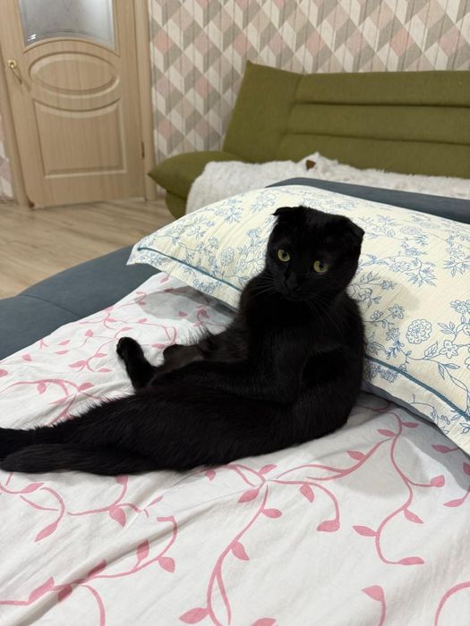 Кошка кастрированная девочка продаётся