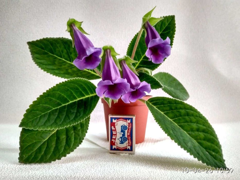 Зацвевшая Глоксиния пышным цветом. Комнатный цветок в горшке