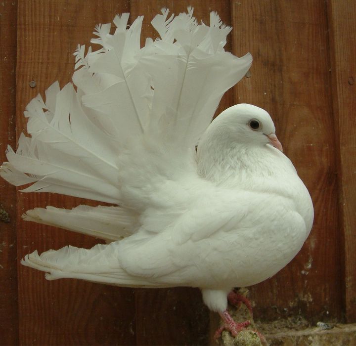 Продам белых павлинов !