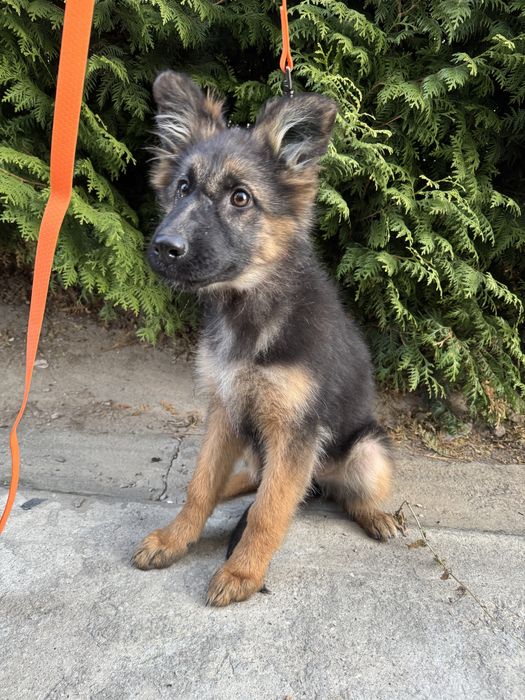 Продам щенков немецкой овчарки