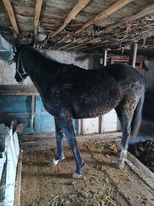 Согым бордақы құнан ат