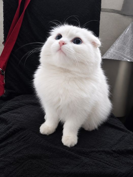 Продам кошечку скоттиш фолд