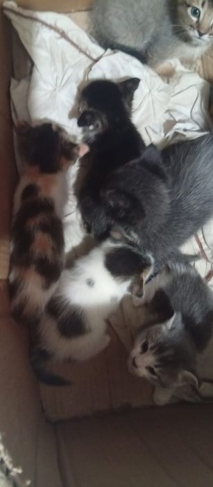 Отдадим котят бесплатно