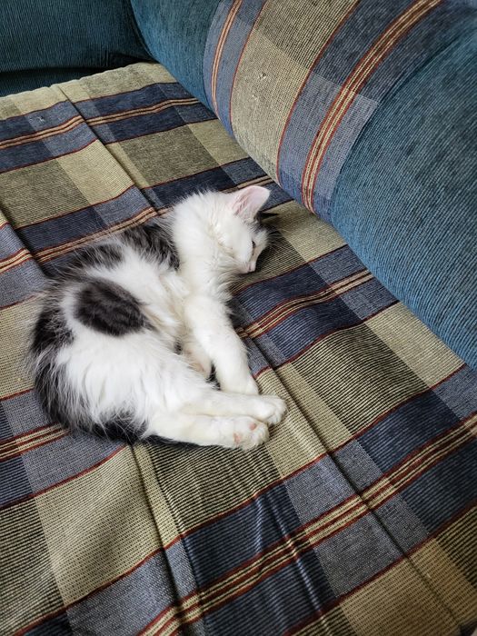 Котёнок бесплатно