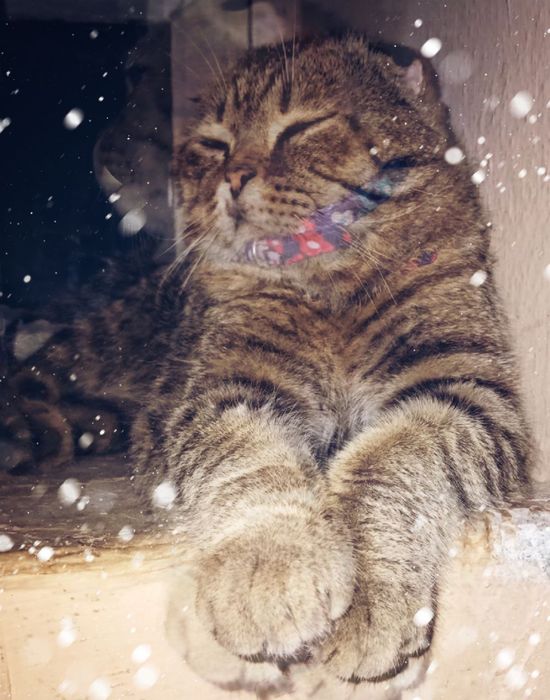 Mushuk sotiladi qo‘qonda