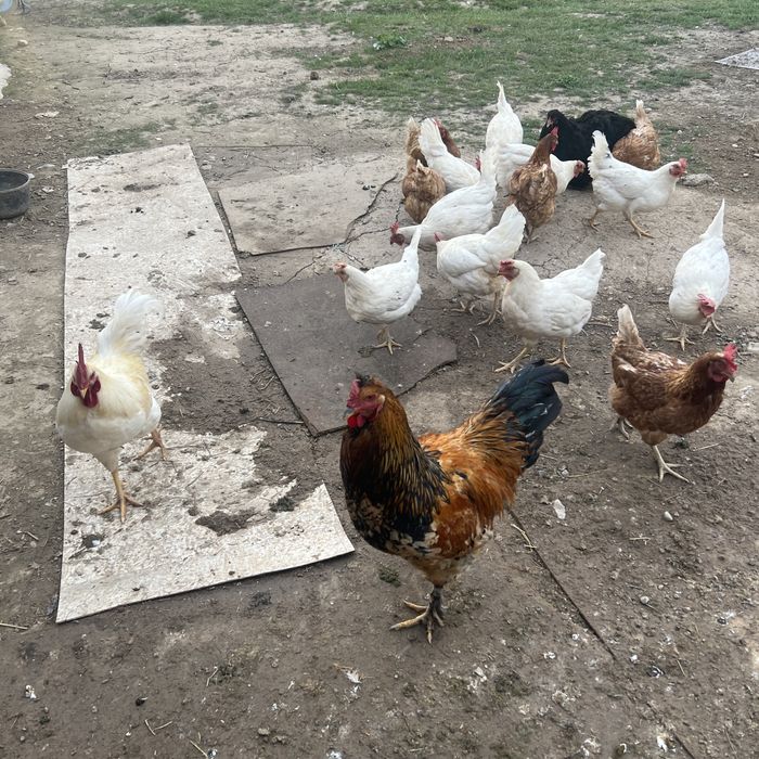 Тауықтар (Куры) сатылады