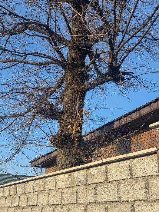 Продам дуб самовывоз