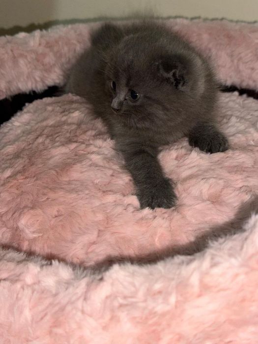 Продаются котята