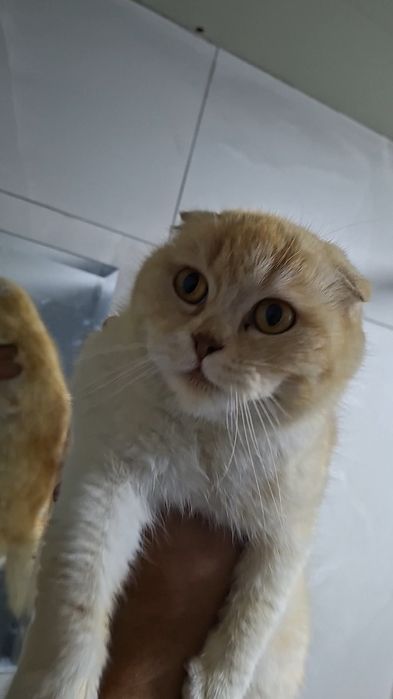 Scottish Fold mushuk sotiladi