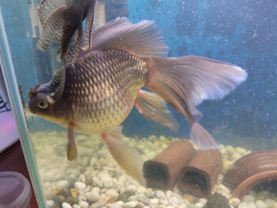 Рыбка Комета взрослая