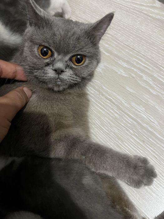 Отдам кота  и котят в добрые руки