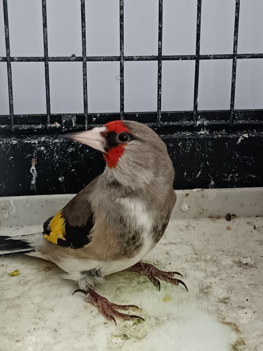 Продается шегол .