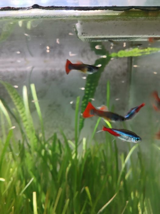 Продам мол/ых гуппи