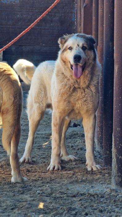 Продаётся реальный боец