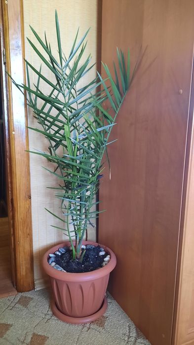 Продам пальму финиковую