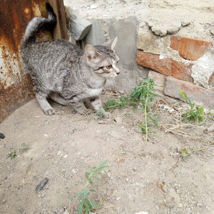 Отдам котенка в добрые руки