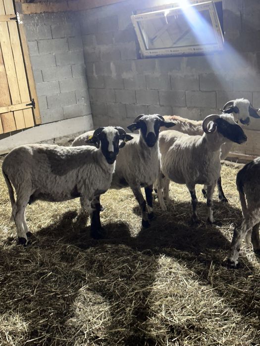 De vanzare 6 oi cu lapte
