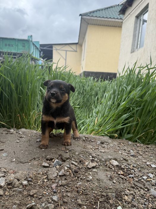 щенята  очень ласковые игривые полтора месеца