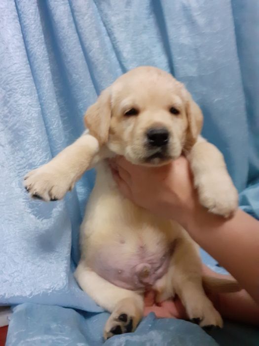 кобель лабрадора.вязка