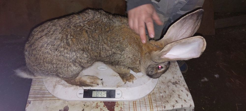 Disponibil pentru reproducere uriaș german