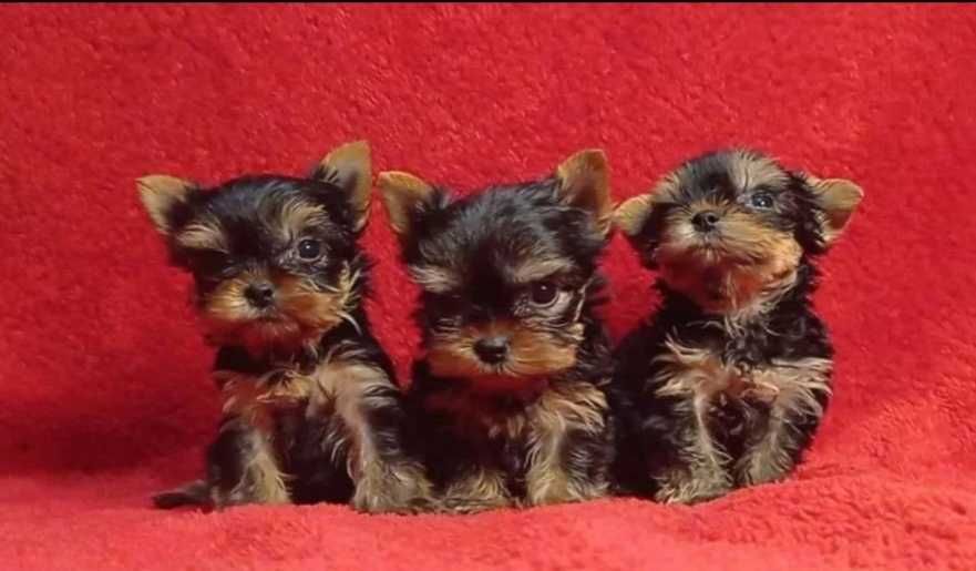 Йоркширски териер мини