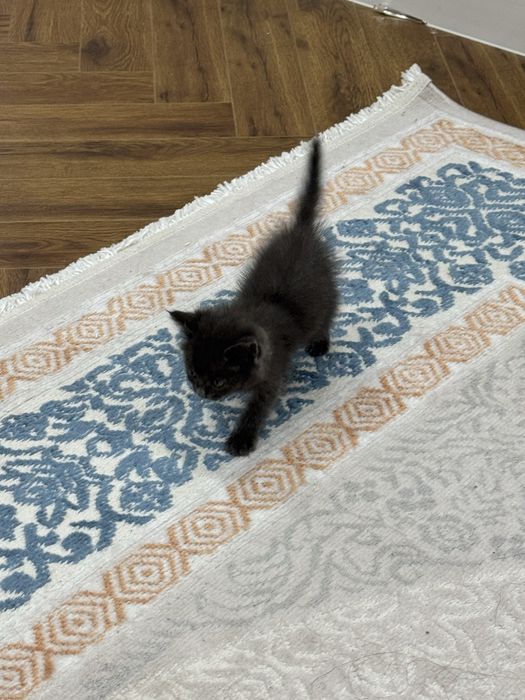 Отдается котенок в добрые руки