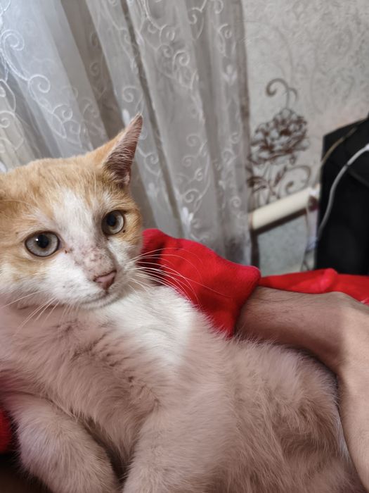 Отдам кота срочно