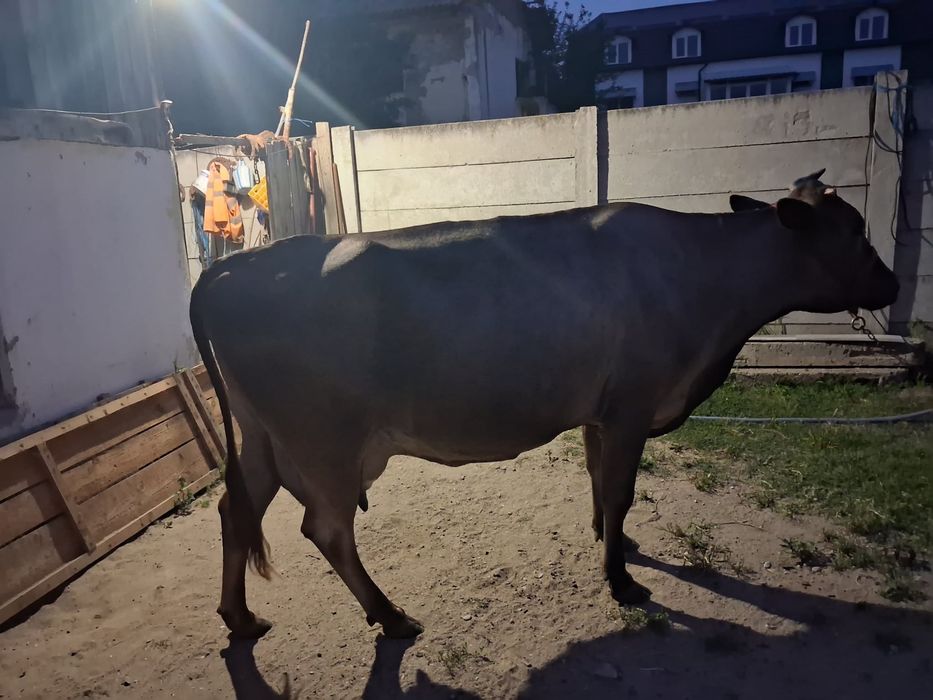 Vand vaca bruna are lapte foarte bun pentru mai multe detali contactatima la numaru de telefon 0728716164