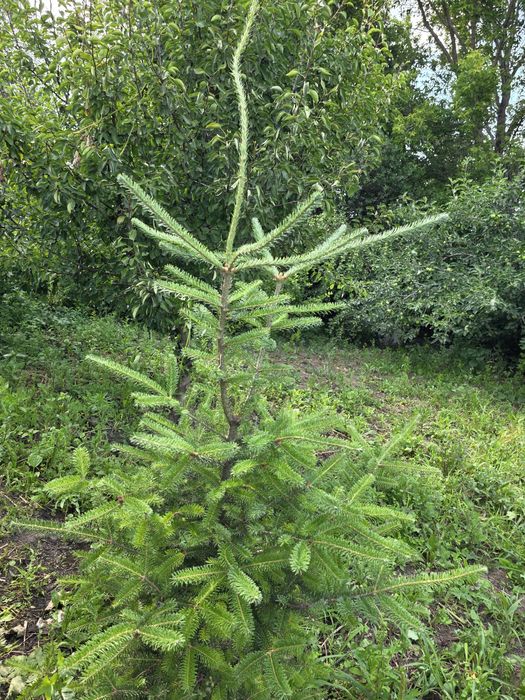 Продается дача в Мелиоратор 7,3 сот.