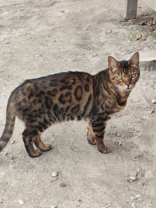 Кошка Бенгальская
