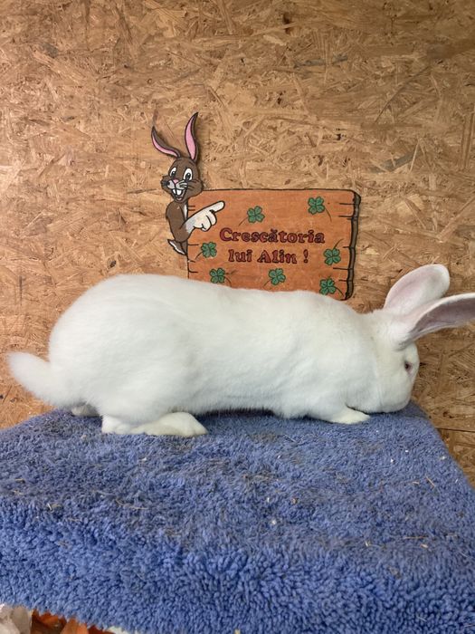 Masculi urias german alb