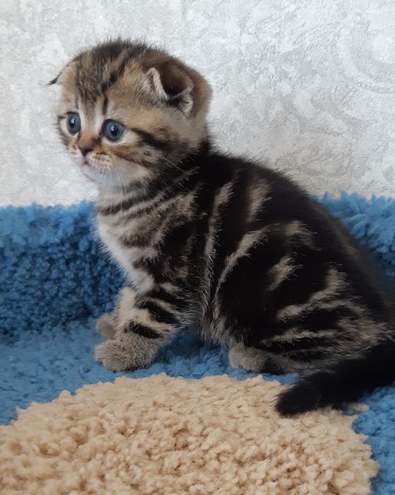 Шотландские котята Престиж