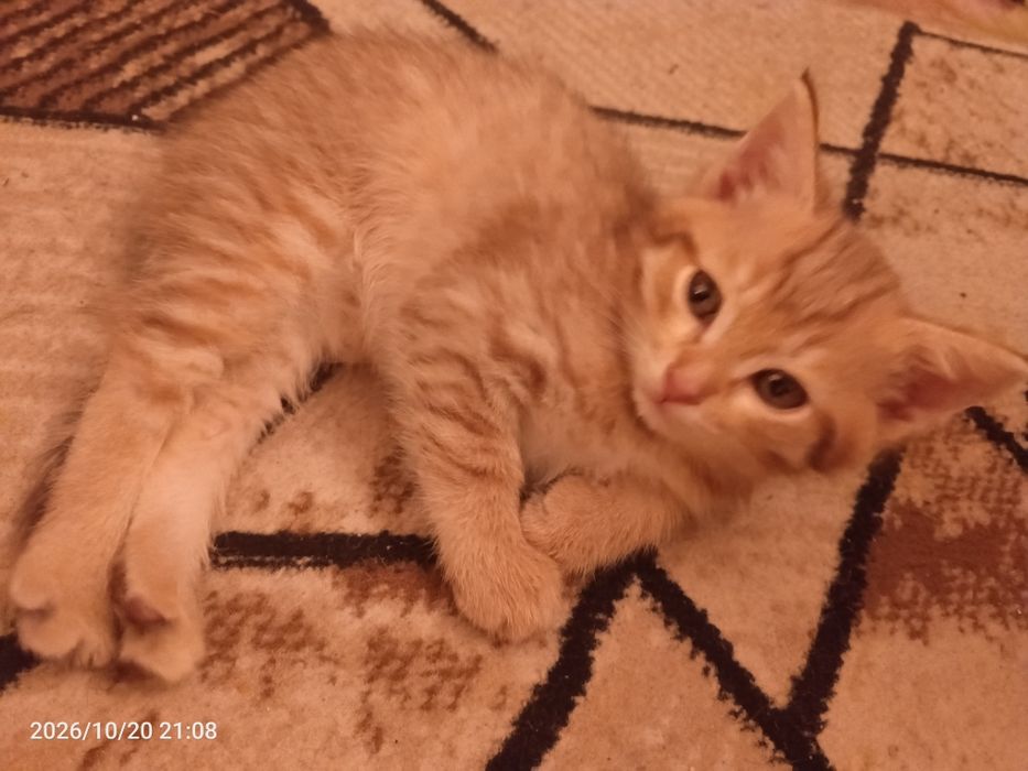 Прекрасные домашние малыши котята