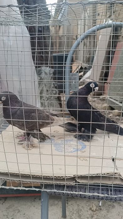 Голуби гладкие пара