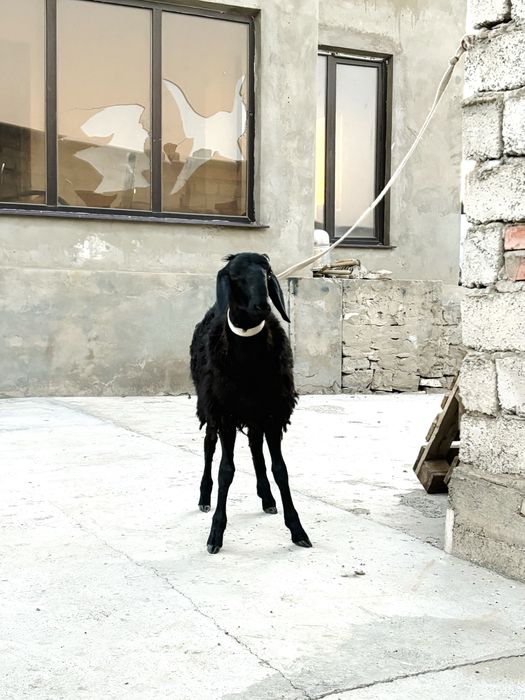 Қозы қошқар сатылады