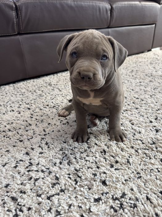 Catei American Bully xl