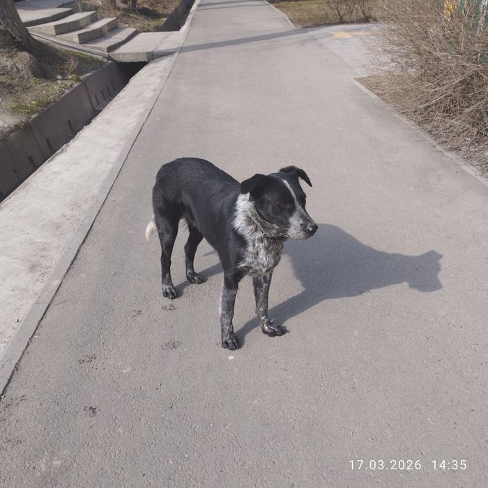 Кто потерял собака сучка молодая