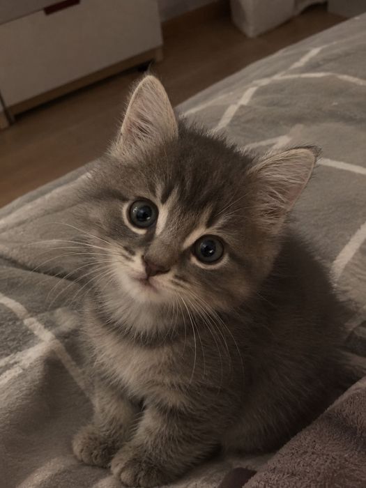 Котята, с гарантией