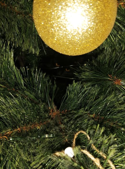 Ищет добрые руки