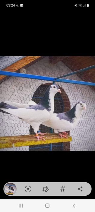 Пазарджишки високолетачи със добри.постежения.