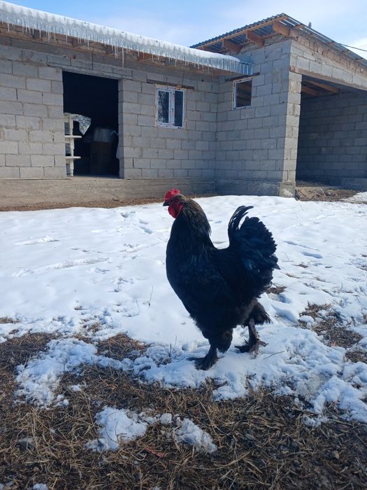 Брамо қораз жане тауқтар