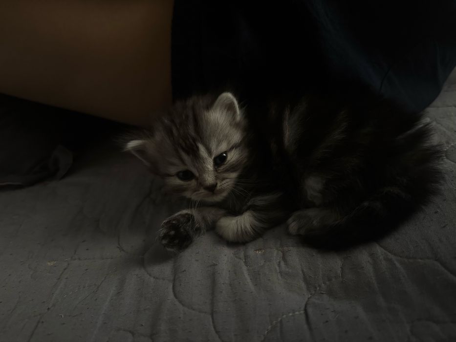 Отдам котят в добрые руки