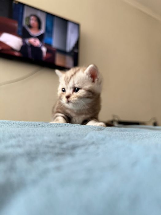 Британские котята
