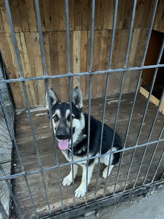 Вольер и собака